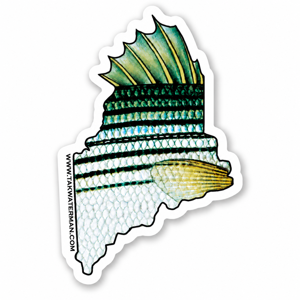 Maine Striped Bass Decal ***Free Shipping for decal orders only***